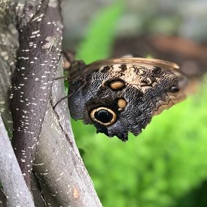 Meet your Posher, Staria